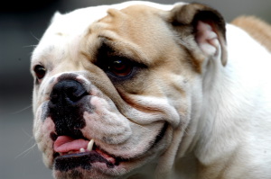 cane_bulldog3_030310