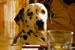 cane_dalmata