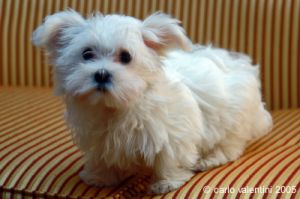 cane_maltese2