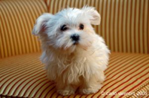 cane_maltese6
