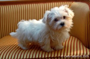 cane_maltese7