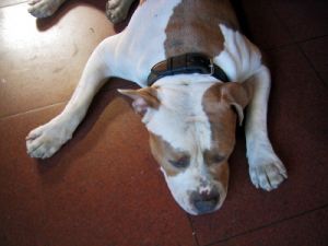 cane_pitbull_040524