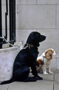cani349_46