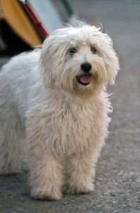 cani_canile001_040612