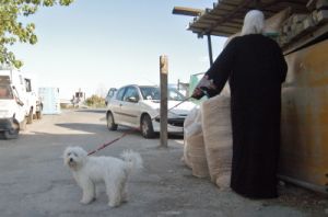 cani_canile003_040612
