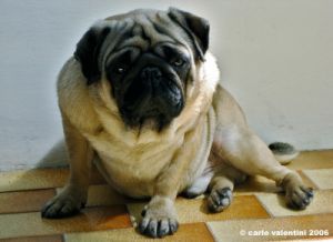 carlino_ettore001