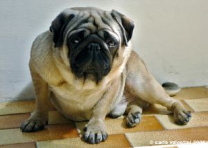 carlino_ettore003
