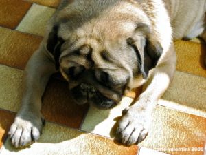 carlino_ettore004