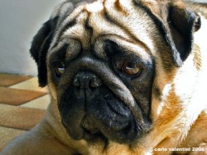 carlino_ettore006