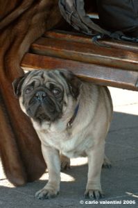 carlino_ettore1
