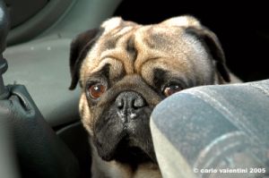 ettore_auto2