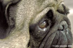 ettore_carlino006