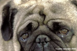 ettore_carlino007