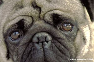 ettore_carlino009