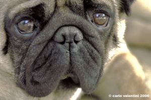 ettore_carlino015