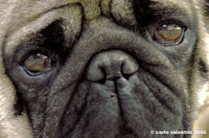 ettore_carlino016