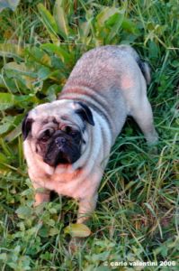 ettore_carlino01_061110