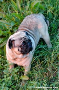ettore_carlino02_061110