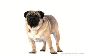 ettore_carlino04
