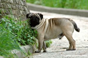 ettore_carlino2_060501