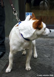 jack_russell1