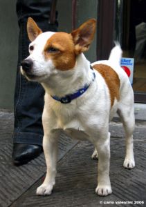 jack_russell2