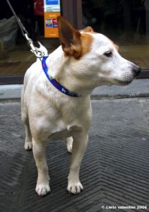 jack_russell3