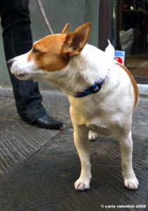 jack_russell4