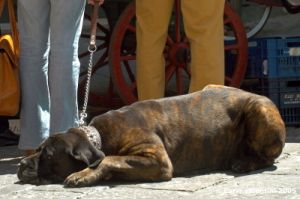 mastino1