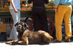 mastino2