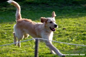 pelago_lapieve_scuderie016