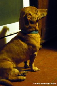 rufus_bassotto3