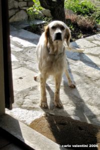 setter_inglese001