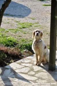 setter_inglese002