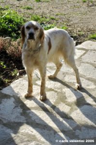 setter_inglese003