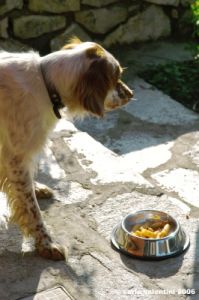 setter_inglese01