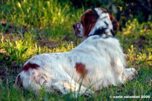 setter_inglese01_060923