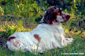 setter_inglese02_060923