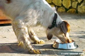 setter_inglese04