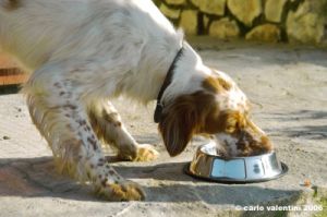 setter_inglese05
