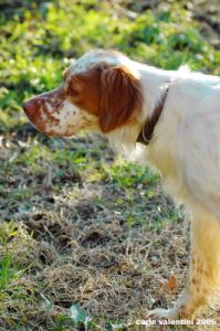 setter_inglese1