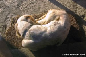 setter_inglese1_061215