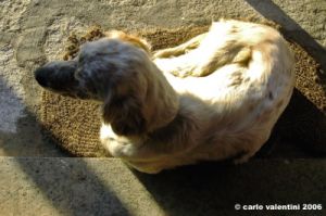 setter_inglese2_061215