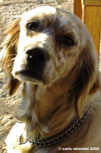 setter_inglese4