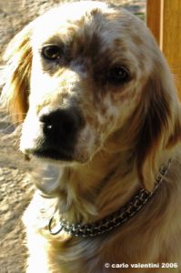 setter_inglese5