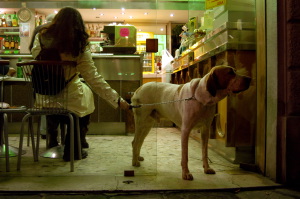 via_san_gallo_cane1_021130