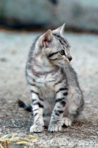 cornacchino_gatto01
