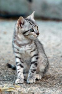 cornacchino_gatto02
