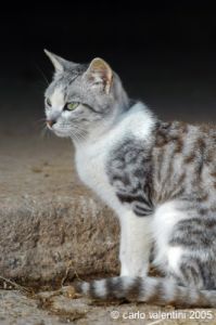 cornacchino_gatto04