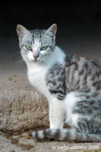 cornacchino_gatto06